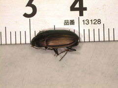 Amara eurynota