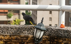 Psarocolius decumanus