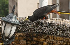 Psarocolius decumanus