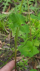 Pelargonium inodorum