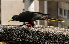 Psarocolius decumanus