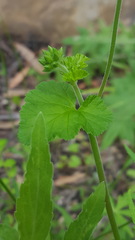 Pelargonium inodorum