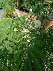 Leucaena leucocephala