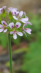 Pelargonium inodorum