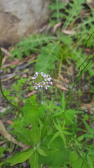 Pelargonium inodorum