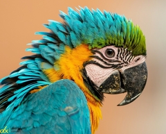 Ara ararauna