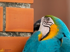 Ara ararauna