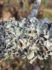 Parmotrema submarginale