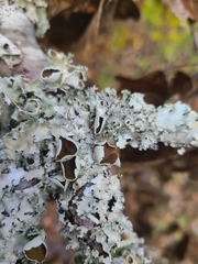 Parmotrema submarginale