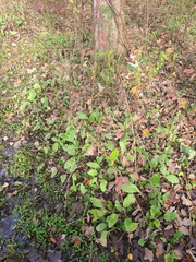 Rudbeckia auriculata
