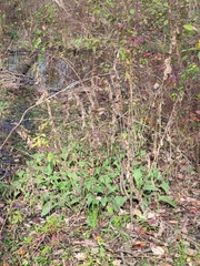 Rudbeckia auriculata