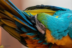 Ara ararauna