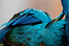 Ara ararauna