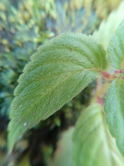 Achimenes heterophylla