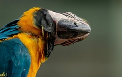 Ara ararauna