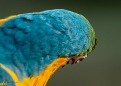 Ara ararauna