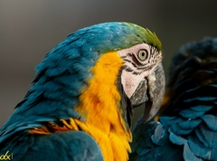 Ara ararauna
