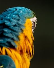 Ara ararauna