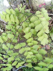 Adiantum concinnum