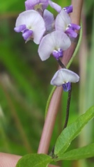 Glycine microphylla