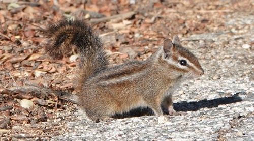 Merriam's Chipmunk