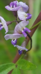 Glycine microphylla