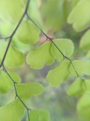 Adiantum concinnum