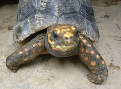 Chelonoidis carbonarius