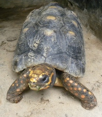 Chelonoidis carbonarius