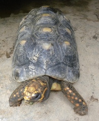 Chelonoidis carbonarius