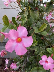 Mandevilla amabilis