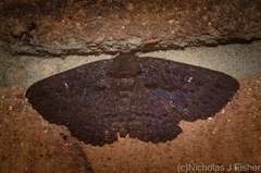 Anisoneura