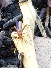 Labeninae