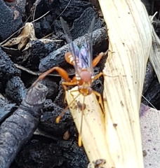 Labeninae