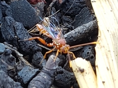 Labeninae