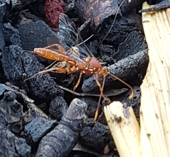 Labeninae