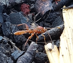 Labeninae