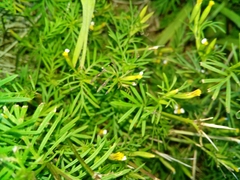 Tagetes filifolia