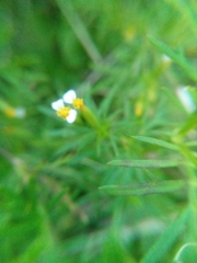 Tagetes filifolia