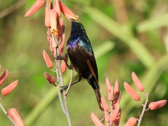 Cinnyris mariquensis