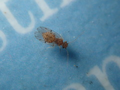 Ectopsocus meridionalis