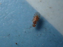 Ectopsocus meridionalis