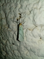 Leuculodes lacteolaria