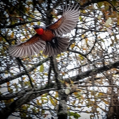 Red-Ruffed Fruitcrow photo 3