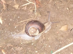 Cornu aspersum