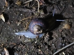 Cornu aspersum