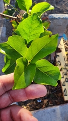 Beilschmiedia miersii