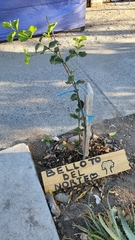 Beilschmiedia miersii