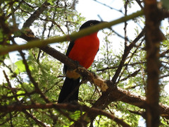 Laniarius erythrogaster