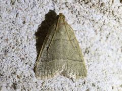 Hypsopygia nostralis